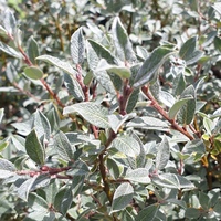 Salix lapponum compact